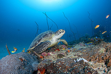 Green sea turtle (Chelonia mydas) on the reef, Maldives, Indian Ocean