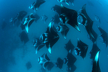 Reef manta rays (Manta alfredi formerly Manta birostris) chain-feeding on plankton. Hanifaru Lagoon, Baa Atoll, Maldives, Indian Ocean