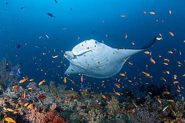 Manta ray, (Manta alfredi) on a cleaning station. Baa Atoll, Maldives, Indian Ocean