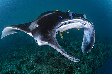 Manta ray, (Manta alfredi) on a cleaning station. Baa Atoll, Maldives, Indian Ocean