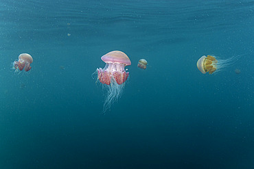 Several Sea Tomato jellyfish (Crambione mastigophora) the main food of Leatherback sea turtle (Dermochelys coriacea), Vulnerable. Kei ( or Kai ) Islands, Moluccas, eastern Indonesia, Banda Sea, Southwest Pacific Ocean.