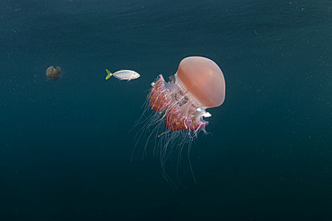 Sea Tomato jellyfish (Crambione mastigophora) with young pilot fish. The main food of Leatherback sea turtle (Dermochelys coriacea), Vulnerable. Kei ( or Kai ) Islands, Moluccas, eastern Indonesia, Banda Sea, Southwest Pacific Ocean.