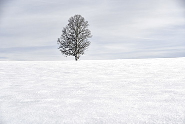 Isolated tree in a snowy winter landscape, Doubs, France