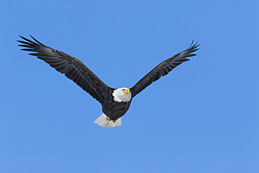 Bald Eagle (Haliaeetus leucocephalus), adult in flight. Mauricie region. Province of Quebec. Canada