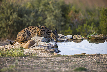 Iberian Lynx (Lynx pardinus) quenching its thirst at a waterhole in a sierra, Spain