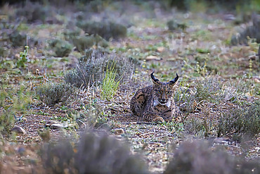 Iberian Lynx (Lynx pardinus) lying on the ground in a sierra, Spain