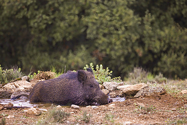 European or Eurasian wild boar (Sus scrofa) lying in the water, Spain