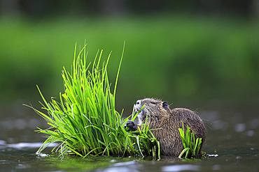 Coypu (Myocastor coypus) eating vegetation on a pond.