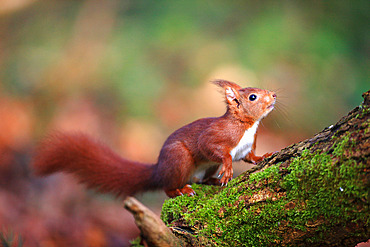 Red squirrel (Sciurus vulgaris) on a tree trunk