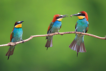 European Bee-eater (Merops apiaster) offering sequence from male to female