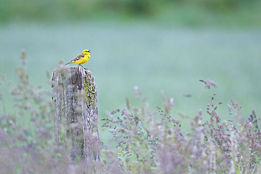 Western Yellow Wagtail (Motacilla flava flavissima) male at its singing post in spring