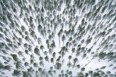 Taiga in winter, Finland