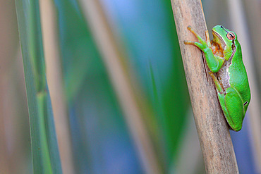 Green treefrog (Hyla arborea) on a reed