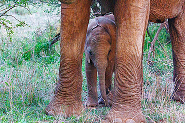 African Savanna Elephant or Savanna Elephant (Loxodonta africana), moves through the savannah, eating,Mother and baby, dry shrubby savannah, Laikipia County, Kenya, East Africa, Africa