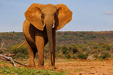 African Savanna Elephant or Savanna Elephant (Loxodonta africana), moves through the savannah, eating, dry shrubby savannah, Laikipia County, Kenya, East Africa, Africa