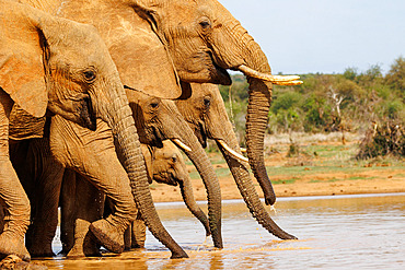 African Savanna Elephant or Savanna Elephant (Loxodonta africana), drinking at the waterhole, dry shrubby savannah, Laikipia County, Kenya, East Africa, Africa