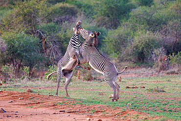 Grevy's Zebra (Equus grevyi), in the savannah, Fight between males, dry shrubby savannah, Laïkipia County, Kenya, East Africa, Africa