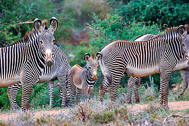 Grevy's Zebra (Equus grevyi), in the savannah, Mother and baby, dry shrubby savannah, Laïkipia County, Kenya, East Africa, Africa