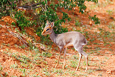 Günther's Dik-Dik (Madoqua guentheri) in the savannah, dry shrub savannah, Laïkipia County, Kenya, East Africa, Africa