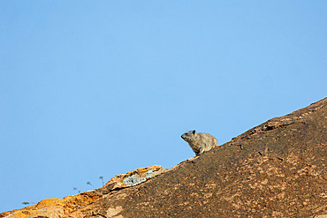 Rock Daman (Procavia capensis), resting on rocks, dry shrub savanna, Laikipia County, Kenya, East Africa, Africa