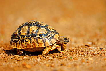 Leopard Tortoise, Stigmochelys pardalis), moving on bare ground, dry shrub savannah, Laikipia County, Kenya, East Africa, Africa