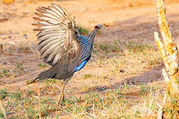 Vulturine guinea fowl (Acryllium vulturinum), flapping the wings in the savannah, dry shrubby savannah, Laïkipia County, Kenya, East Africa, Africa