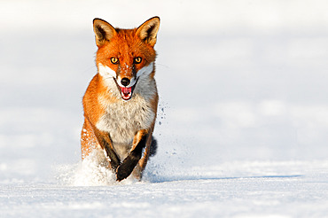 Red fox (Vulpes vulpes) Fox running in the snow, England