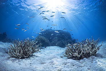 Coral bunches scattered on white sand in the pools of Longoni, Mayotte