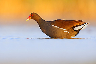 Common Moorhen (Gallinula chloropus), side view of an adult in the water, Campania, Italy