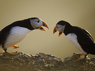 Atlantic Puffin (Fratercula arctica) displaying, Skomer island, Pembrokeshire, Wales