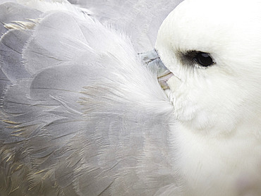 Portrait of Fulmar (Fulmarus glacialis) at rest, Shetland, Scotland