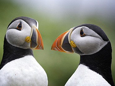 Atlantic Puffin (Fratercula arctica) pair, Skomer island, Pembrokeshire, Wales