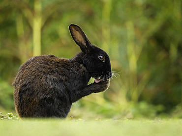 Black European Rabbit (Oryctolagus cuniculus) grooming, Skomer, Pembrokeshire, England