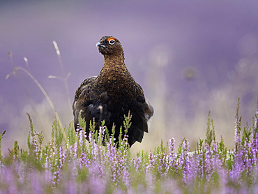 Red Grouse (Lagopus lagopus scotica) in heath, Peak district, England