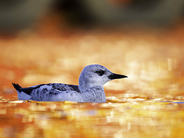 Black Guillemot (Cepphus grylle) on water, Lerwick, Shetland, Scotland