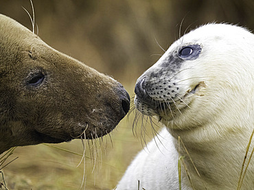 Portrait of Grey Seal (Halichoerus grypus), Lincolnshire, England