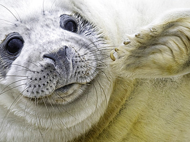 Portrait of young Grey Seal (Halichoerus grypus), Lincolnshire, England