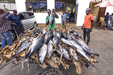 Sale of tuna on banana leaves in the middle of the street, Fish market in a district of Stone Town, Zanzibar, Tanzania