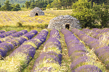 Borie in a lavender field, Ferrassieres, Pays de Sault, Drome provencale, Drome, France