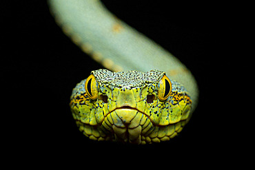 Portrait of Green jararaca (Bothrops bilineatus) in forest, Kaw, French Guiana.