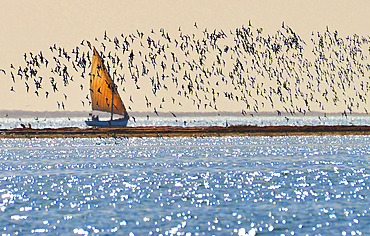 Flight of waders above a fishing boat with tourists on board for bird watching. Banc d'Arguin National Park. Mauritania.