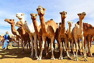 Camels for sale at the camel market of Nouakchott. Nouakchott. Mauritania.