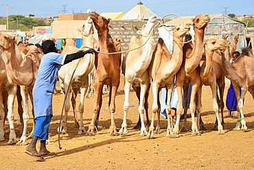 Moorish man selling camels at the camel market of Nouakchott. Nouakchott. Mauritania.