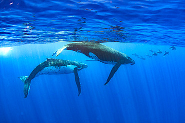 Two humpback whales (Megaptera novaeangliae), accompanied by a pod of false killer whales (Pseudorca crassidens), Tahiti, French Polynesia