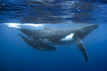 Humpback whale (Megaptera novaeangliae) with calf below the surface, Tahiti, French Polynesia