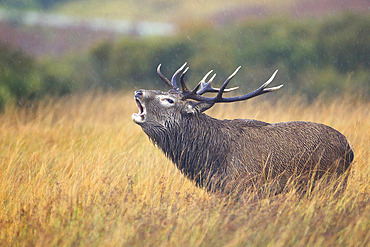 Red deer (Cervus elpahus) in the mullein forest during bellowing in the rain on the island of Jura, Scotland.