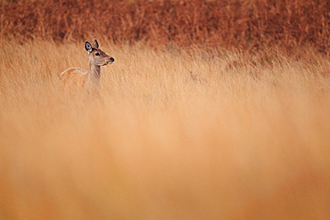 Red deer (Cervus elpahus) hind in moorgrass during bellowing on the Isle of Jura, Scotland