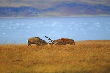 Red deer (Cervus elaphus) fighting on the island of Jura, Scotland, with sea and Islay in the background.