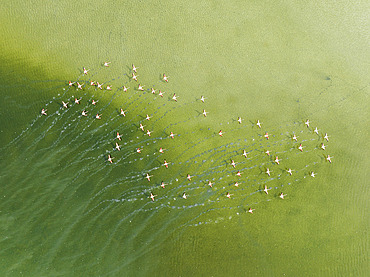 Greater Flamingo (Phoenicopterus roseus). Taking off at a shallow lagoon. Aerial view. Drone shot. Cádiz province, Andalusia, Spain.