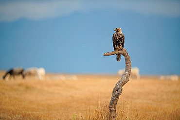 Spanish imperial eagle (Aquila adalberti) Immature on a perch with cattle in the background on the Spanish steppe. Tolede region, Spain